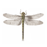 Dr4gonFly